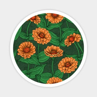 Orange Zinnia flowers, green leaves on dark green Magnet